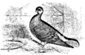 Darwin