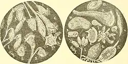 Tokophrya is a genus of suctorians.