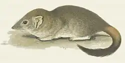 Drawing of brown antechinus