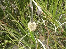 Dasypogon bromeliifolius, 9 October 2007