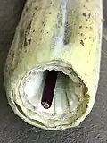 Datura metel 'Fastuosa' - extreme close-up of base of fallen flower - calyx, corollas & pistil