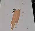 An organ pipe mud dauber adding to her nest in Virginia