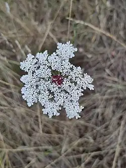 Rarely, there may be more than one red central flower