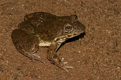 Dorsal view