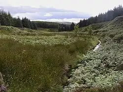 Davidson's Burn tributary in the Usway Forest