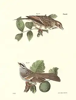 Plate LXI