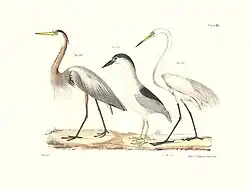 Plate LXXXI