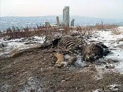 Dog carrion in Mongolia.
