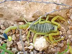 Leiurus quinquestriatus