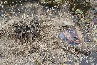 Heavily colonized opossum carrion.