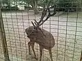 Antler deer