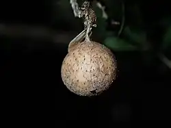 Egg sac