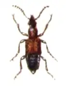 Deleaster dichrous