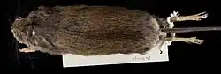 Brown rat