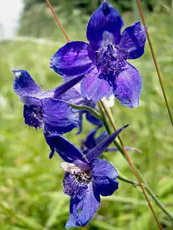 A purple-flowered individual