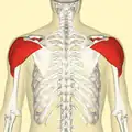 Deltoid muscle. Posterior view.