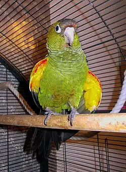A green parrot with a black tail and yellow wings with red shoulders