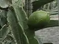 Fruit