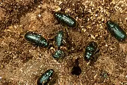 Adults under bark of Norway spruce, Picea abies