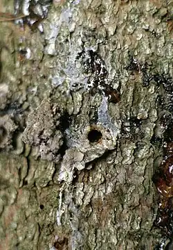 Visible damage on the outside of an affected tree, with exit hole and resin
