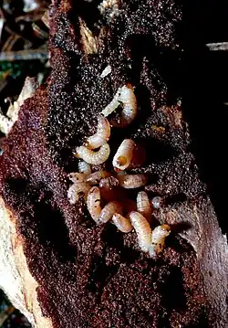 Larvae in gallery, with dark frass