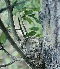 Yellow warbler nest with small clutch