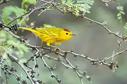 Breeding male golden warbler S.&nbsp;p. petechia, Washington-Slagbaai National Park, Bonaire, Netherlands Antilles