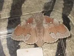 Female