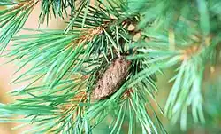 Pupa phase: cocoon