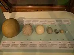 Size of ostrich egg (labeled 3, centre) compared to those of the elephant bird Aepyornis (1, far left) moa (2), mute swan (4), common murre (5), chicken (6), little owl (7) and goldcrest (8, far right)