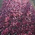 'Little Ruby' placed in containers