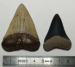 Photo of two fossil white shark teeth