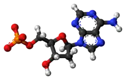 Ball-and-stick model of the deoxyadenosine monophosphate anion