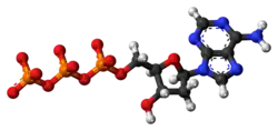 Ball-and-stick model of the deoxyadenosine triphosphate anion