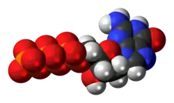 Space-filling model of the deoxyguanosine triphosphate anion