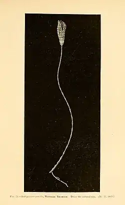 Bathycrinus gracilis a crinoid from the deepest dredge, at 2435 fathoms: 453