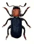 Dermestoides sanguinicollis (incertae sedis)
