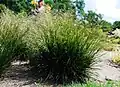 Tufted hair-grass
