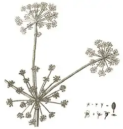 Drawing of a central umbel and two lateral umbels, with details of flowers and fruits