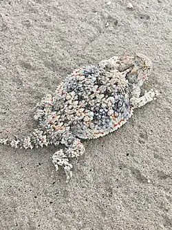 At San Diego County, California