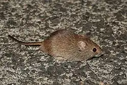 Brown mouse