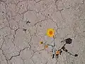 A desert marigold in bloom