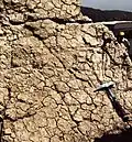 Desiccation cracks in a dolomitized limestone bench, emersive cycle top of the Lagoon