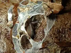 Desis marina sitting in a torn silken tube. The surrounding surface is wet, indicating this was under water.
