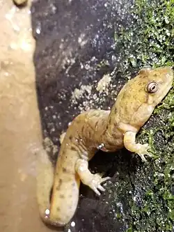 A Black Mountain Salamander crawls up a lichen-covered rock. The salamander is yellow in colour, and its eyes are vaguely chameleon-like.