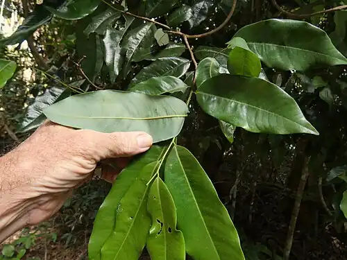 Foliage