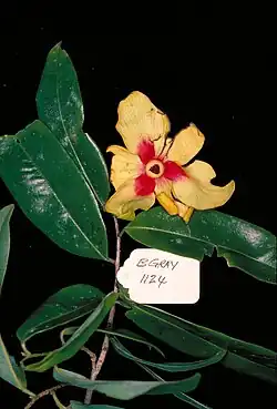 A flower with a small black centre and large yellow petals with red bases