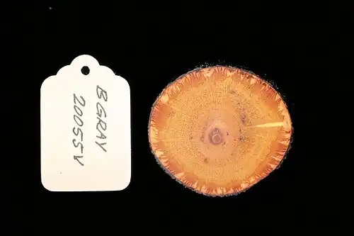 Cross-section of vine stem