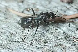 Female Dipogon subintermedius
