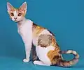 Devon Rex